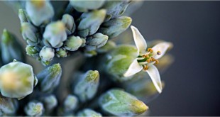 फूल और कली - उदय प्रताप सिंह