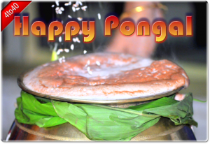 Happy Pongal Greeting
