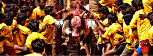 Jallikattu - Bull Race During Pongal Festival