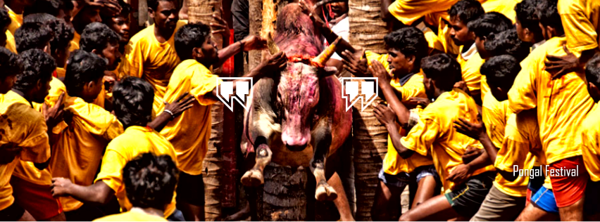 Jallikattu - Bull Race During Pongal Festival