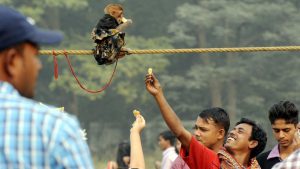 People tease a monkey at Maidan in Kolkata