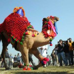 A dancing camel on second day as they take part in the 80th MRF Kila Raipur Sports Festival in Kilaraipur on the outskirts of Ludhiana on February 5, 2016.