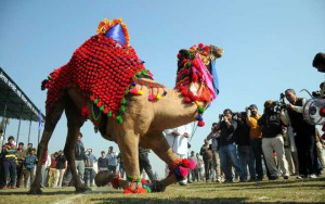 A dancing camel on second day as they take part in the 80th MRF Kila Raipur Sports Festival in Kilaraipur on the outskirts of Ludhiana on February 5, 2016.