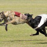 Dog race in progress on the inaugural day of Kila Raipur Rural Sports Festival at village Kila Raipur in Ludhiana