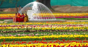 Garden Tourism Festival, Garden of Five Senses, Said ul Ajaib, Saket, New Delhi