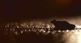 कल और आज – नागार्जुन