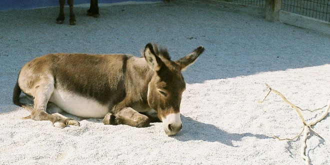 Donkeys don't sleep in Oklahoma