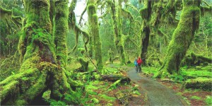 Hoh Rainforest, Washington state, USA
