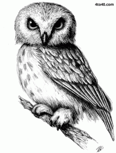 Owl pencil sketch
