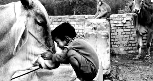 गाय (भारत–भारती से) – मैथिली शरण गुप्त