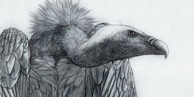 ऊँची उड़ान