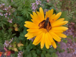 Butterfly and Marigold FLower