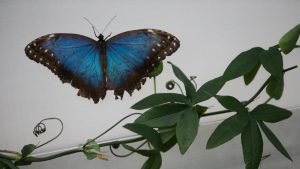 A Blue Morpho butterfly at the Natural History Museum