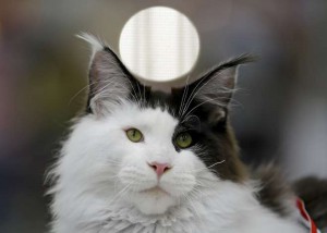 A Maine Coon cat is seen during the Mediterranean Winner 2016 cat show in Rome, Italy, on April 3, 2016