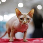 A Sphynx cat is seen during the Mediterranean Winner 2016 cat show in Rome, Italy, on April 3, 2016