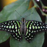 A Tailed Jay butterfly is pictured at the Natural History Museum
