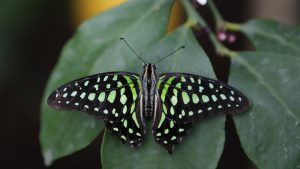 A Tailed Jay butterfly is pictured at the Natural History Museum