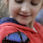 A butterfly lands on a child's arm during an exhibition of tropical butterflies at the botanical garden in Prague, Czech Republic, on April 10