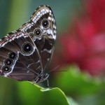 A butterfly sits on a leaf during an exhibition of tropical butterflies at the botanical garden in Prague, Czech Republic, on April 10, 2016