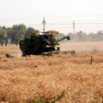 A combine harvester reaps wheat crop at a village