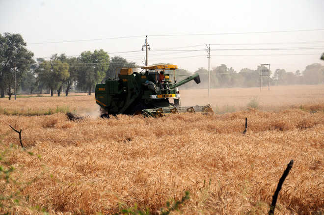 A combine harvester reaps wheat crop at a village