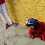 A fancy dressed dog during the Saint Lazarus festival on March 13 at the Santa Maria Magdalena parish in Masaya Nicaragua