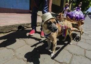 A fancy dressed dog during the Saint Lazarus festival on March 13 at the Santa Maria Magdalena parish in Masaya Nicaragua