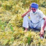 A farmer examines his damaged wheat crop at a village in Patiala