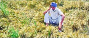 A farmer examines his damaged wheat crop at a village in Patiala