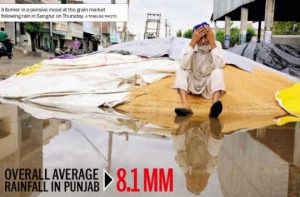 A farmer in a pensive mood at the grain market following rain in Sangrur