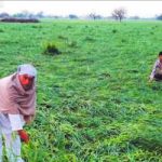 A farmer shows his damaged crop at Bawana village in Mahendragarh