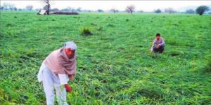 A farmer shows his damaged crop at Bawana village in Mahendragarh