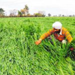 A farmer takes stock of the damage done to the crop by rain at a village near Bathinda