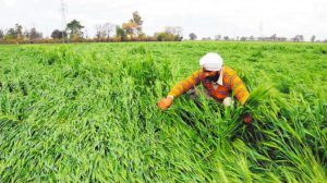 A farmer takes stock of the damage done to the crop by rain at a village near Bathinda