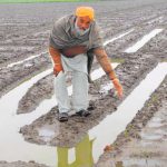 A farmer whose vegetable crop has been ruined by the recent rainfall in Amritsar