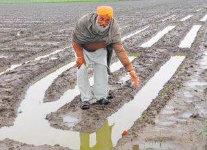 A farmer whose vegetable crop has been ruined by the recent rainfall in Amritsar