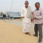 A farmer with his unsold paddy at the Thanesar grain market