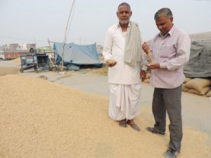 A farmer with his unsold paddy at the Thanesar grain market