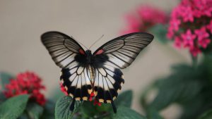 A female Great Mormon butterfly is pictured at the Natural History Museum