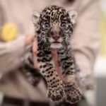 A jaguar cub (Panthera onca) is held in arms at the Reino Animal zoo in Teotihuacan, Mexico state, on June 16. Three jaguars were born in captivity last May 23 within an endangered species conservation programme.
