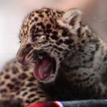 A jaguar cub (Panthera onca) is seen at the Reino Animal zoo in Teotihuacan, Mexico state, on June 16.