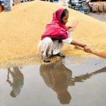 A labourer removes water at the grain market in Karnal