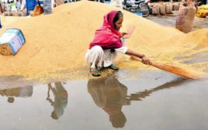 A labourer removes water at the grain market in Karnal