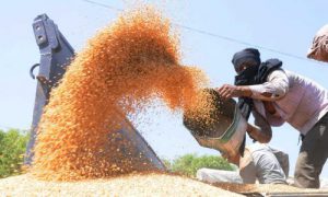 A labourer unloads wheat at the new grain market in Karnal