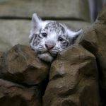 A newly born Indian white tiger cub rests in its enclosure at Liberec Zoo, Czech Republic