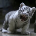 A newly born Indian white tiger cub yawns in its enclosure at Liberec Zoo Czech Republic on April 25, 2016