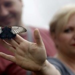 A visitor holds a butterfly during an exhibition of tropical butterflies at the botanical garden in Prague, Czech Republic, A child holds a butterfly during an exhibition of tropical butterflies at the botanical garden in Prague, Czech Republic, on April 10, 2016