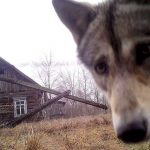 A wolf looks into the camera at the 30 km exclusion zone around the Chernobyl nuclear reactor in the abandoned village of Orevichi, Belarus