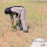 A woman uproots gram crop destroyed due to water shortage in Dudhwa village of Bhiwani district