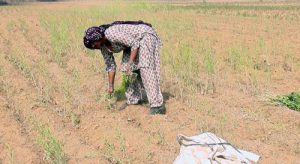 A woman uproots gram crop destroyed due to water shortage in Dudhwa village of Bhiwani district